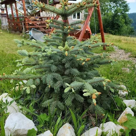 Cabana Lupul Din Apuseni Matisesti Exterior photo